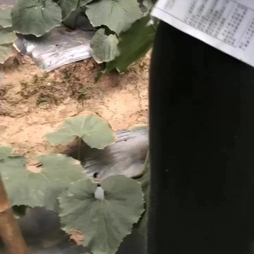 青皮冬瓜