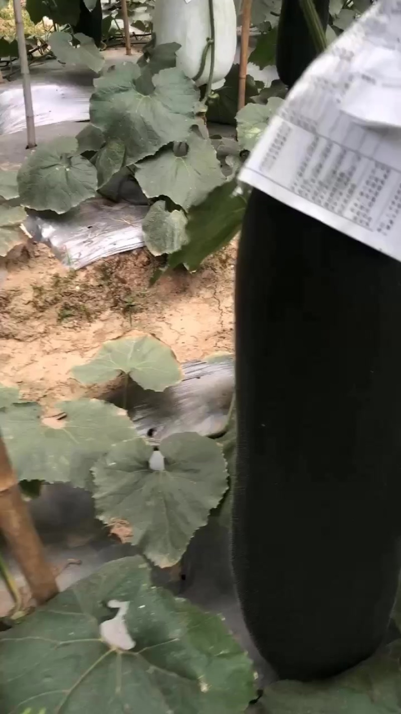 青皮冬瓜