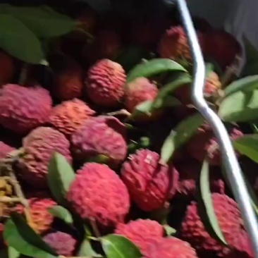 荔枝王