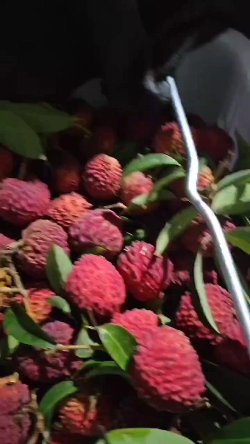 荔枝王