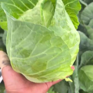 精品小铁头