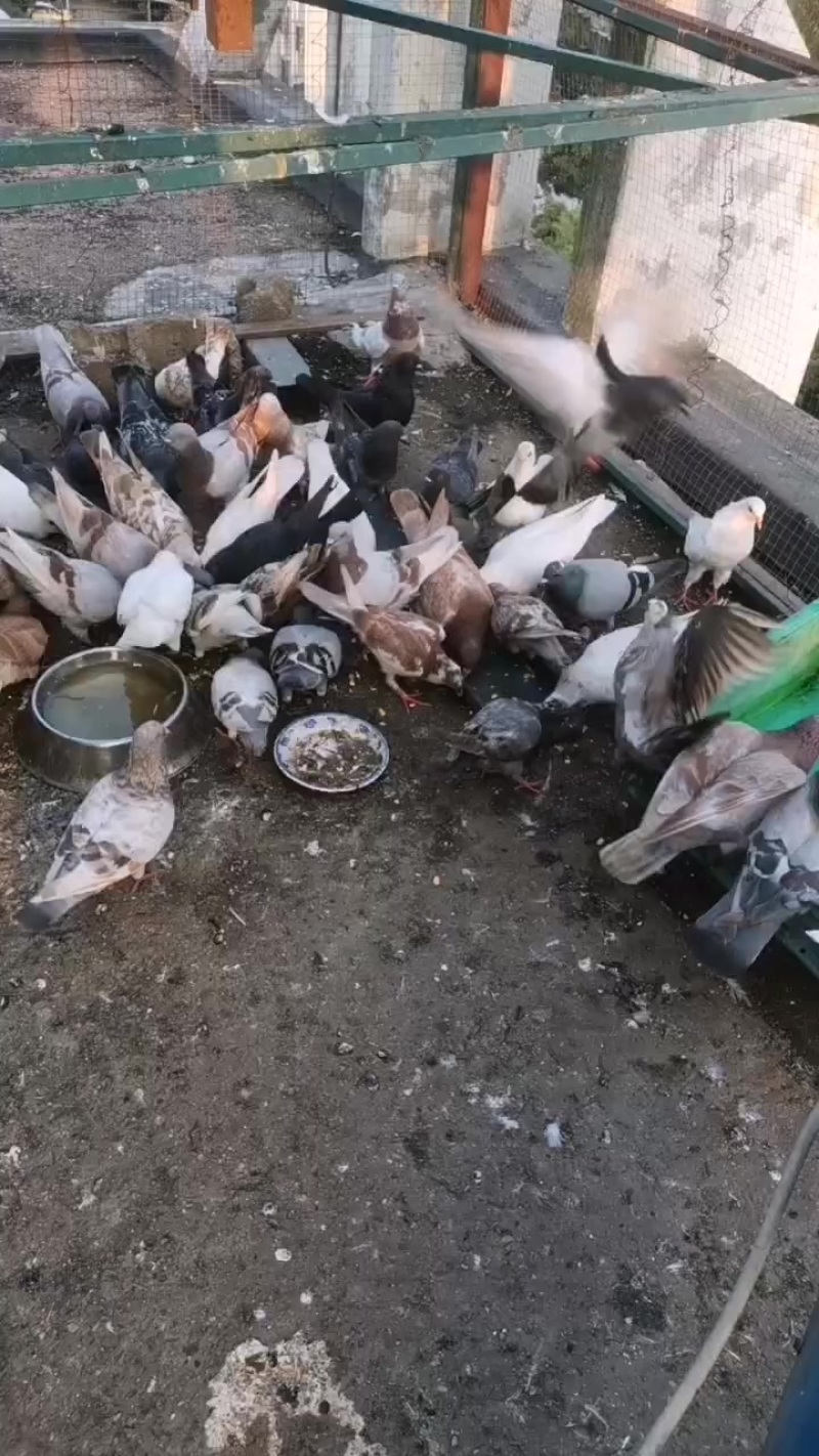 鸽子
