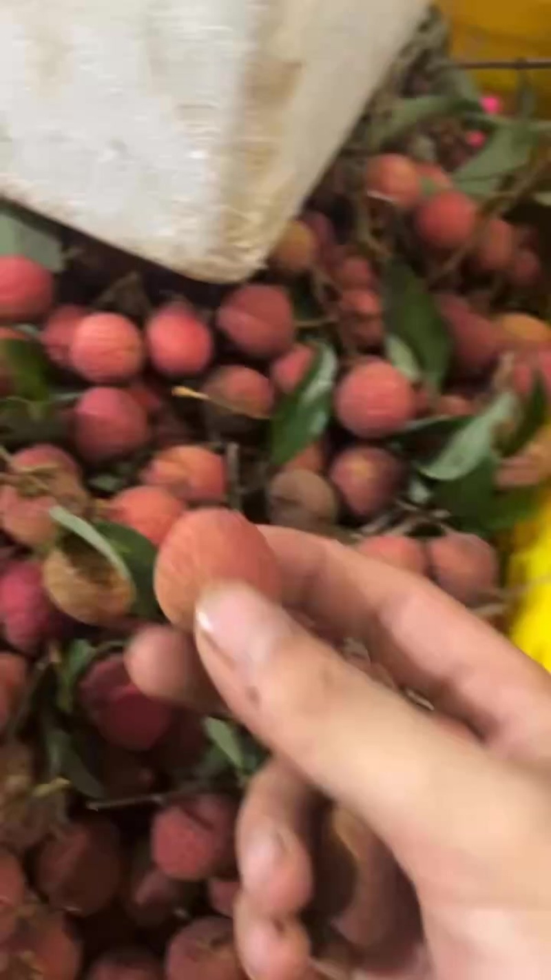 黑叶荔