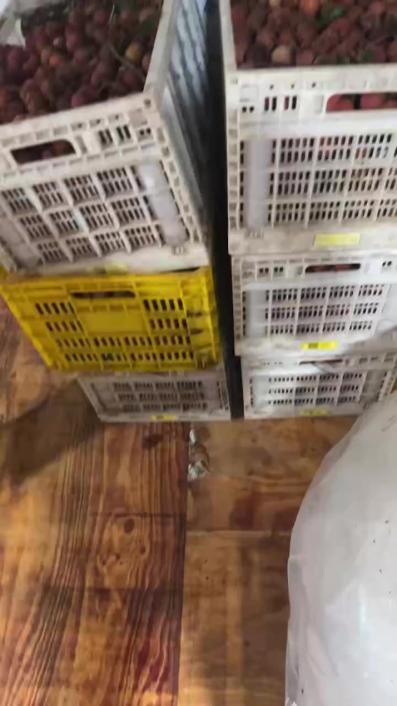 黑叶荔