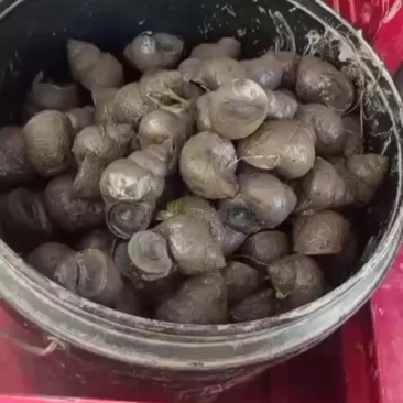 合川田螺量大从优: