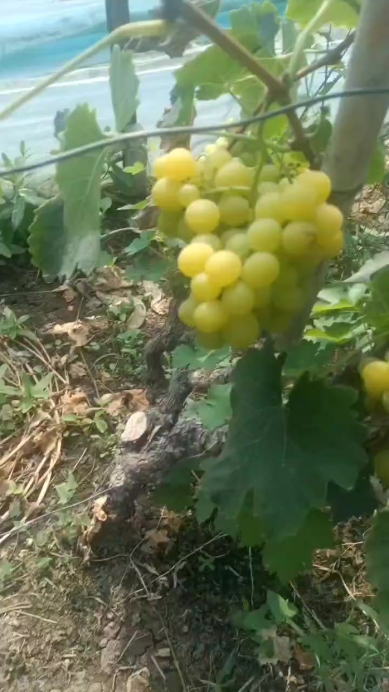 香妃