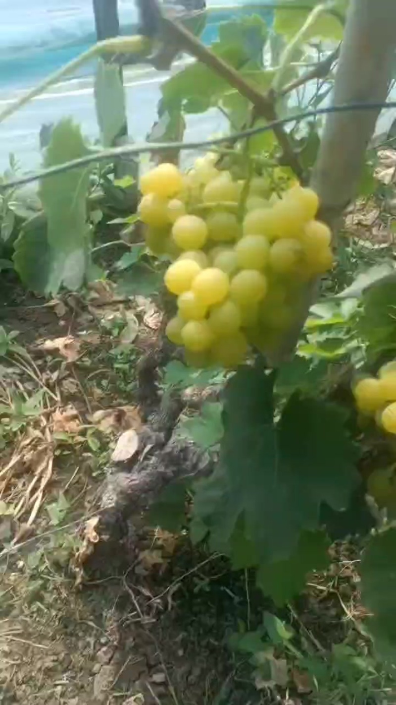 香妃