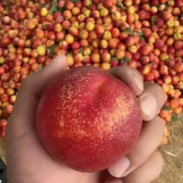 四八油桃