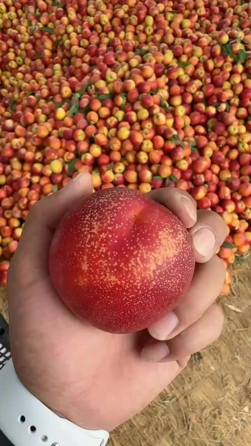 四八油桃