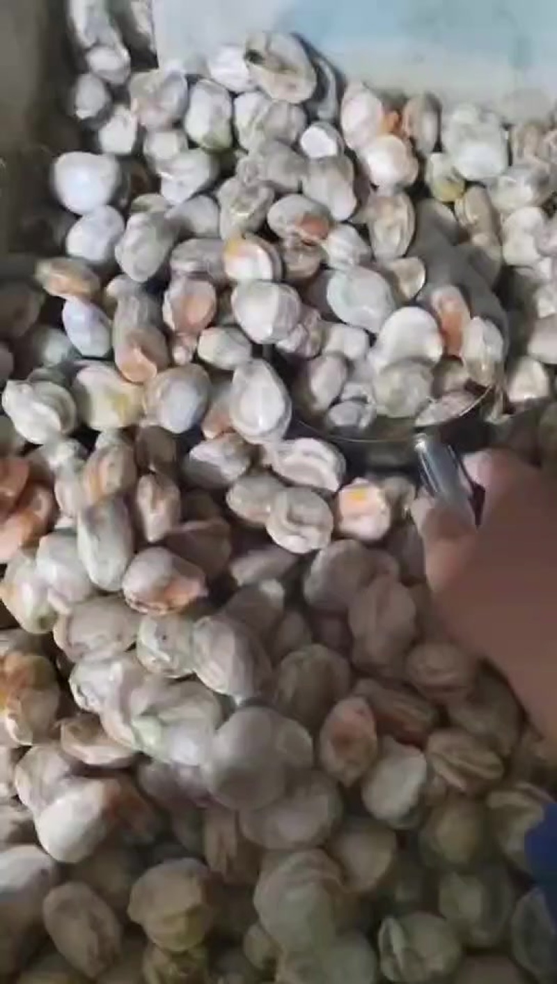 扇贝肉