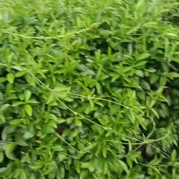 匙羹腾