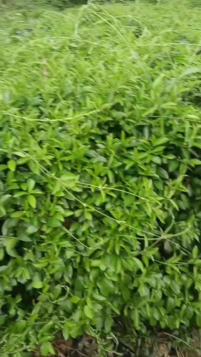 匙羹腾