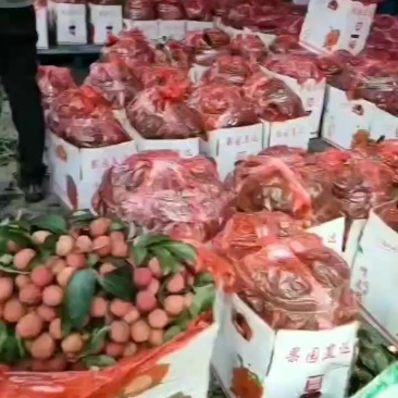 广西荔枝桂味荔枝大量上市价格低产地直发全国欢迎老板联系