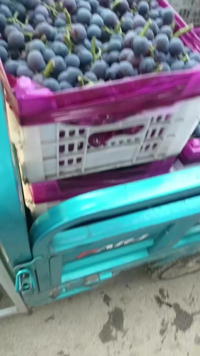 夏黑葡萄