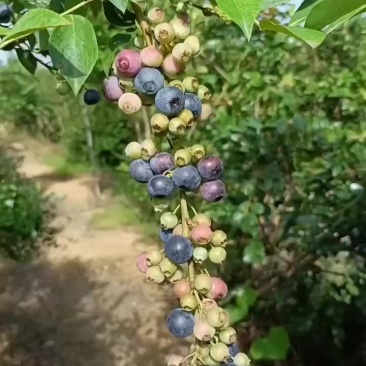 蓝莓