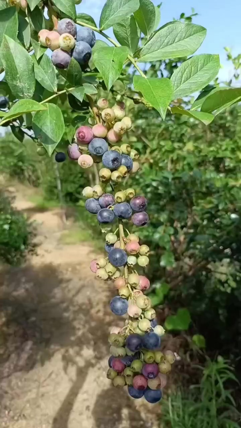蓝莓