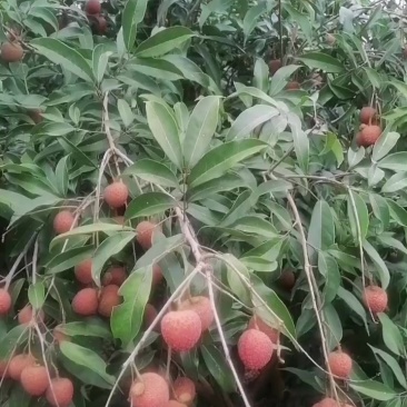 各品种茘枝