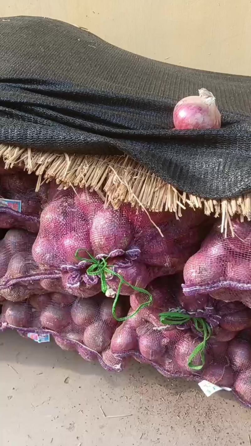红皮水果洋葱