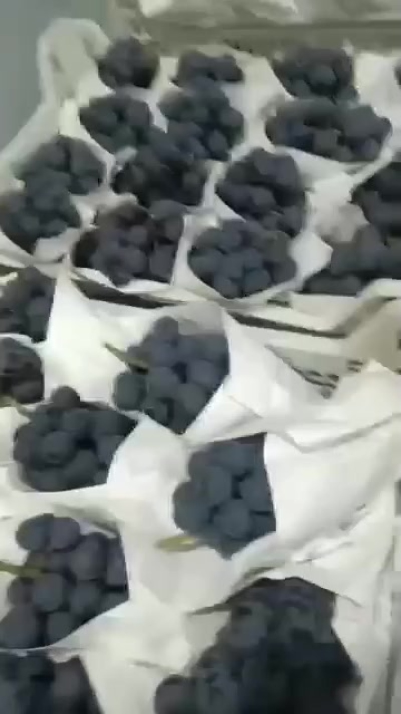 甬伏葡萄