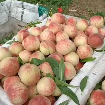 左子桃