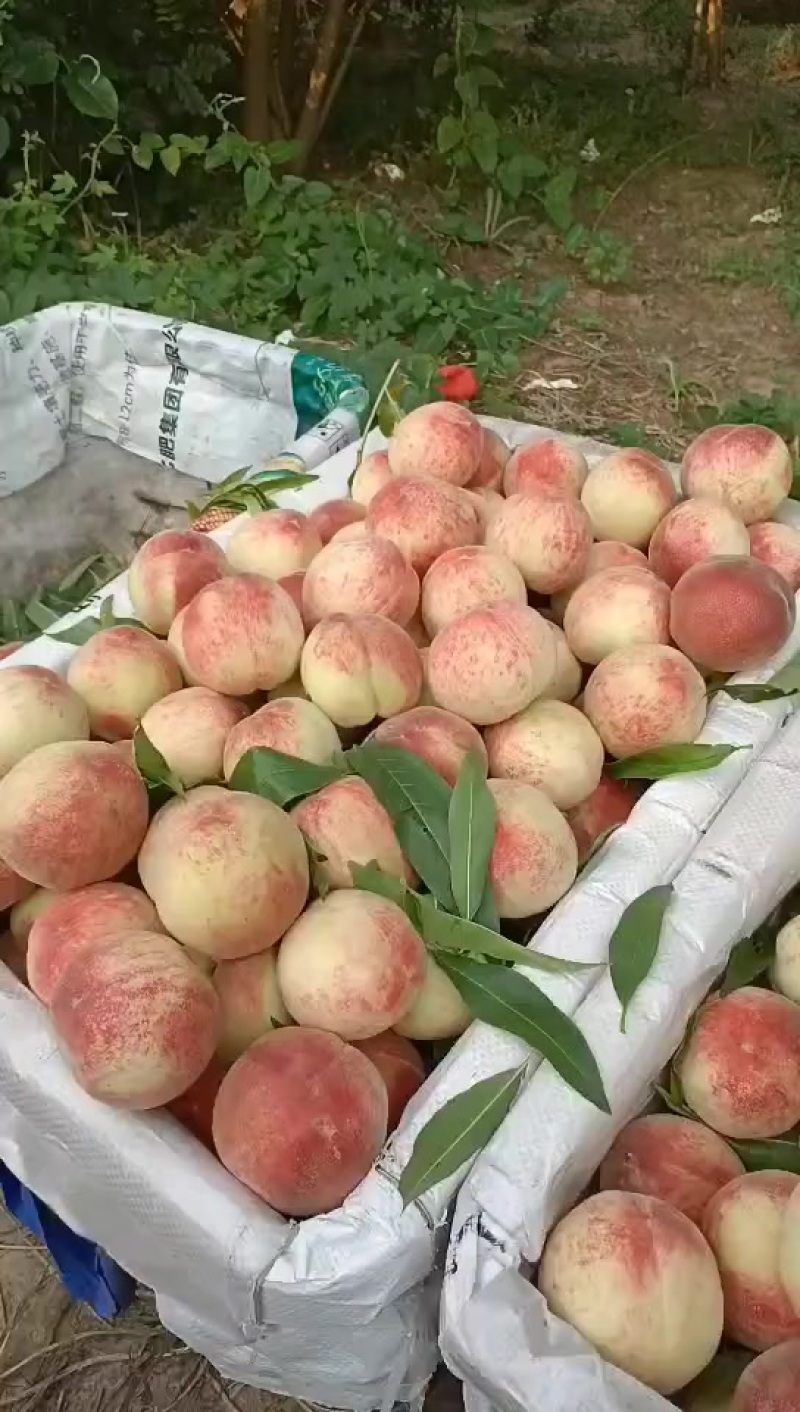 左子桃