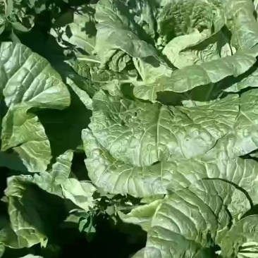 张北大白菜开始预订了有要的老板联系