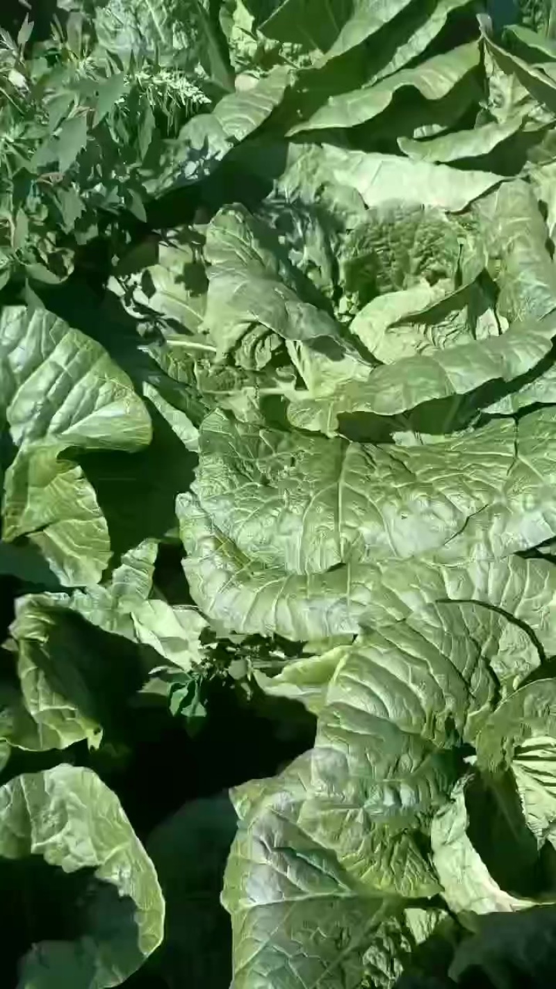 张北大白菜开始预订了有要的老板联系