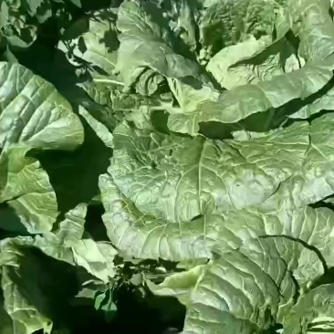 大白菜开始上市了