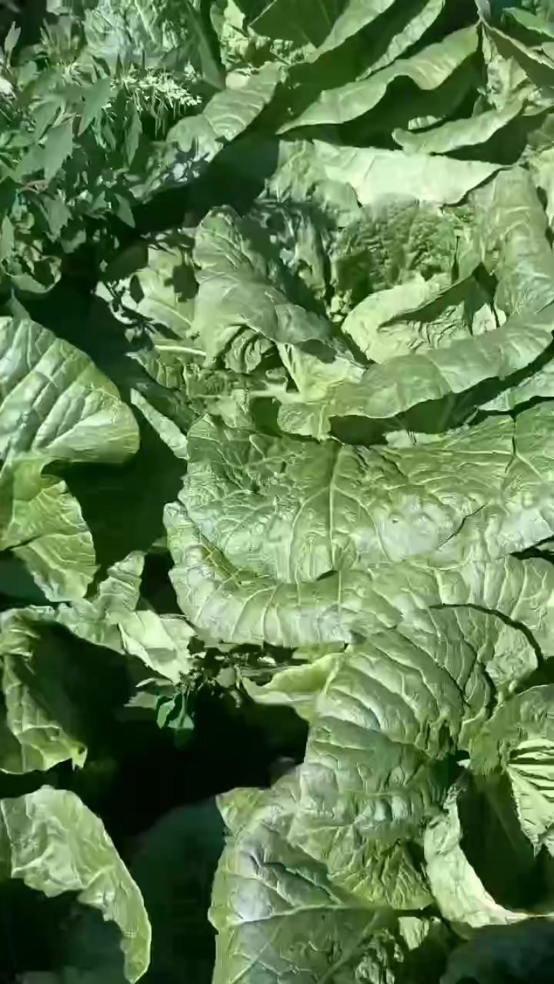 大白菜开始上市了