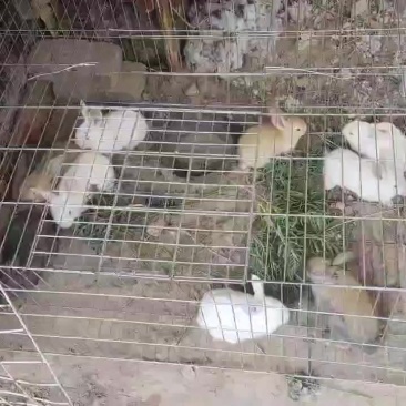 山阴附近家养兔