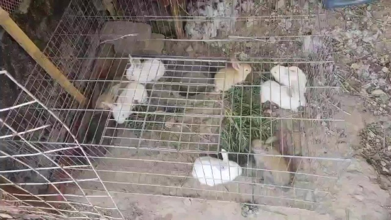 山阴附近家养兔