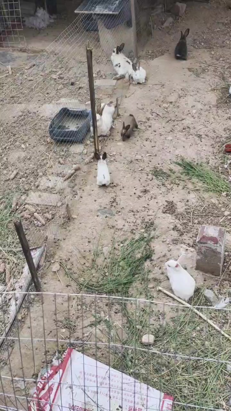 山阴附近家养兔