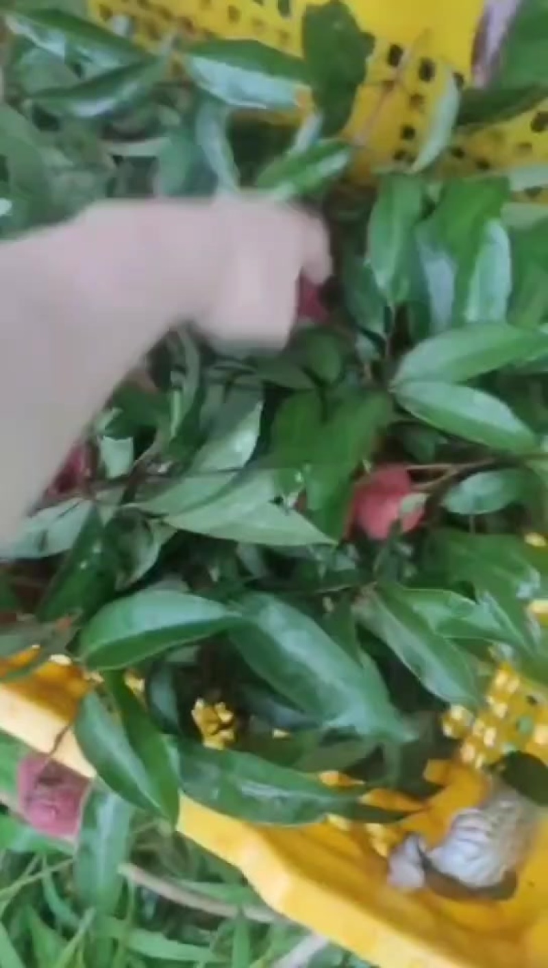 桂味、鸡嘴、妃子笑