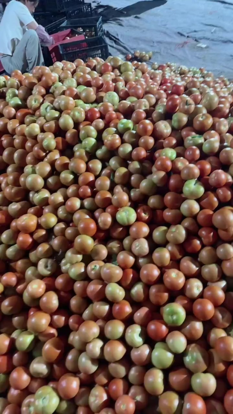口感硬粉打大红西红柿番茄大批量上市