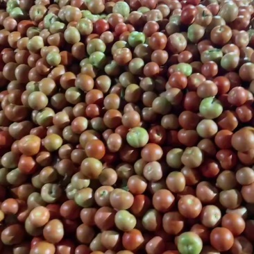 口感硬粉打大红西红柿番茄大批量上市