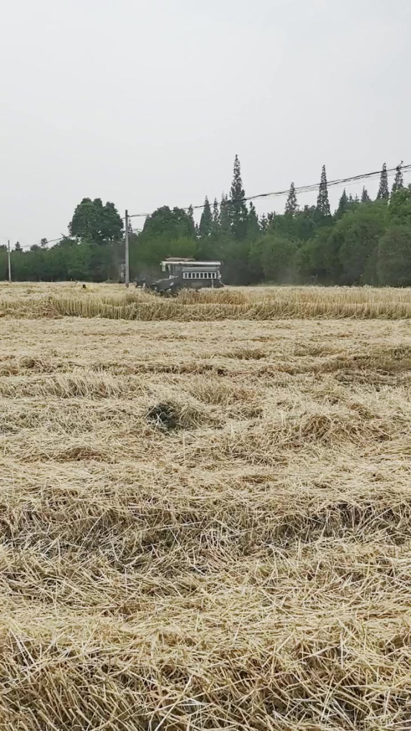 小麦