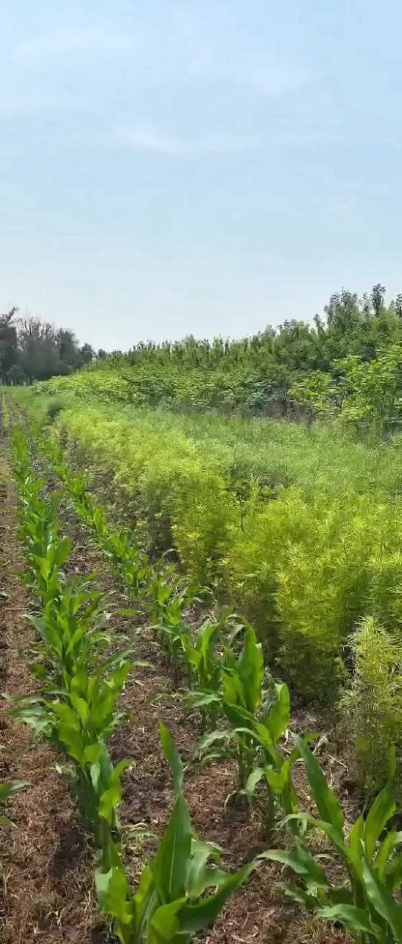 梧桐树低价走量现树十万