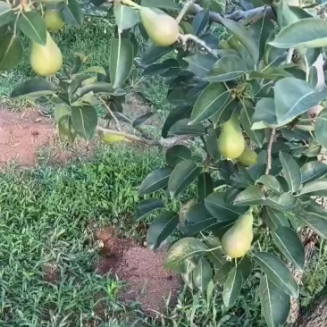 巴梨
