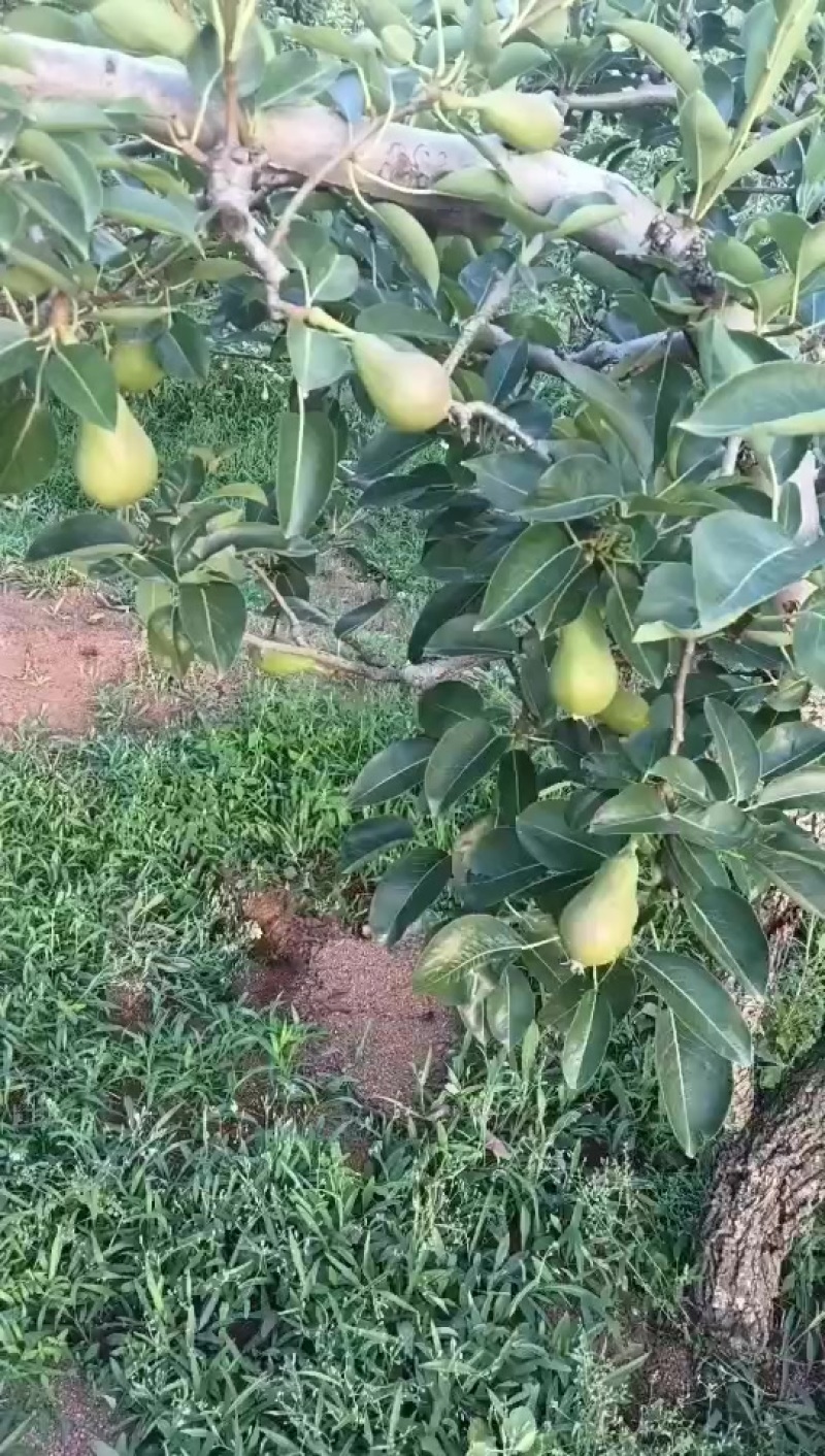巴梨