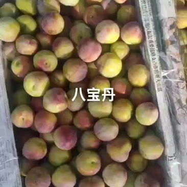 八宝单慢慢上市，几天雨后要大量上市，需要的老板可来预购哦