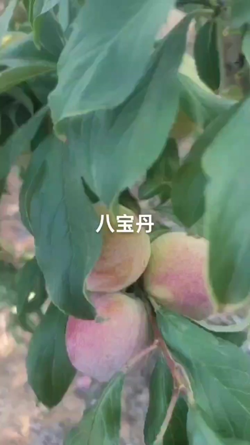 八宝单慢慢上市，几天雨后要大量上市，需要的老板可来预购哦