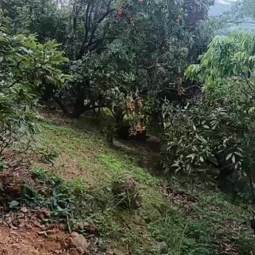 荔枝