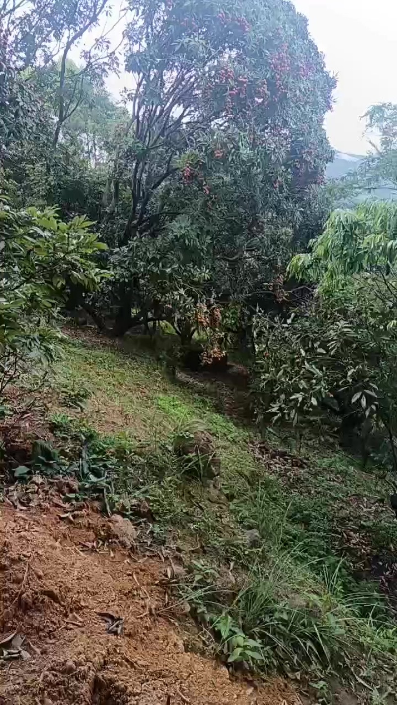 荔枝