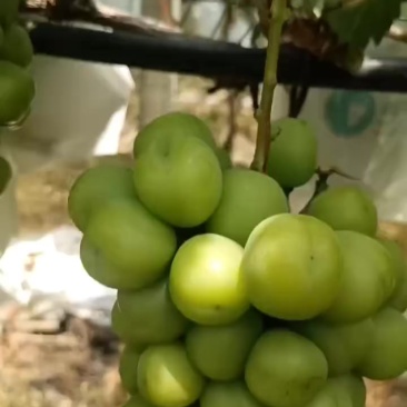 阳光玫瑰