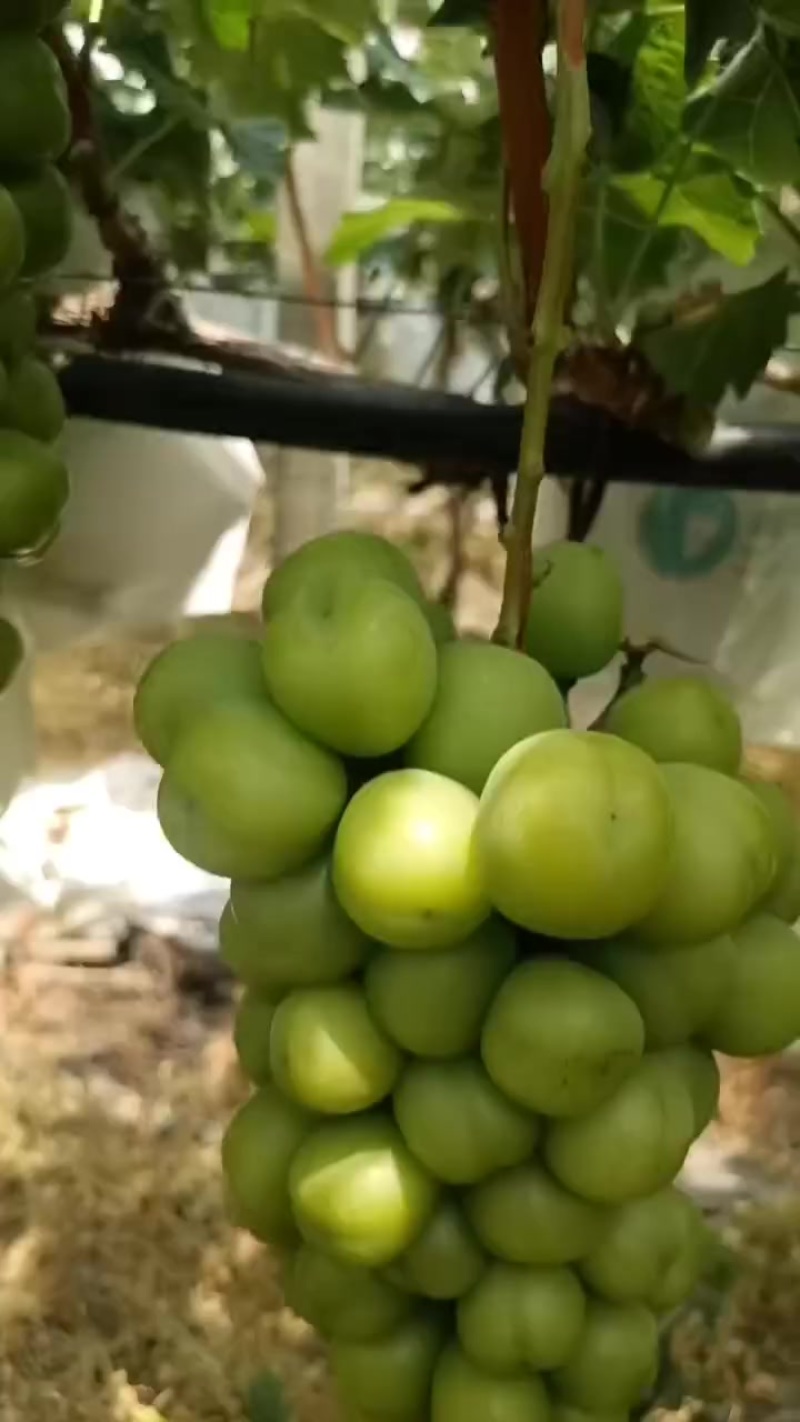 阳光玫瑰