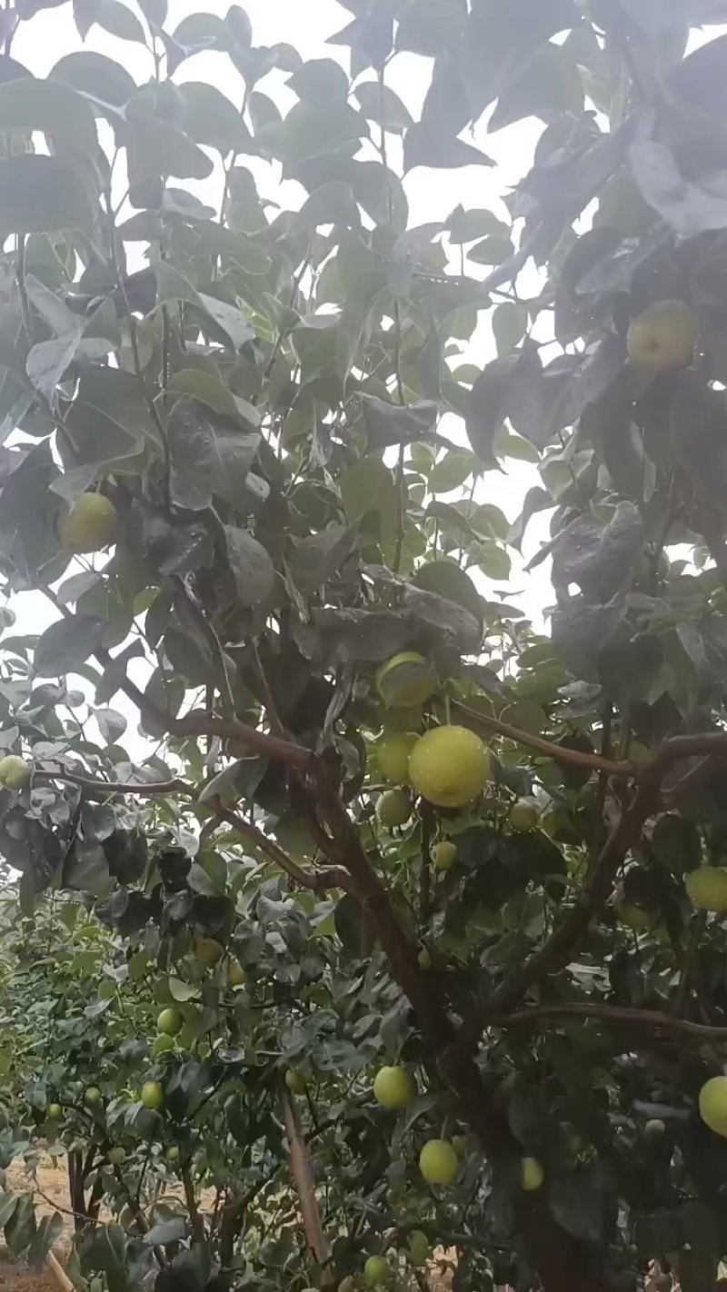 脆冠梨，皇冠梨