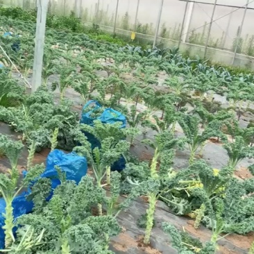 绿色羽衣甘蓝