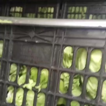 10000近斤生菜能全要的来