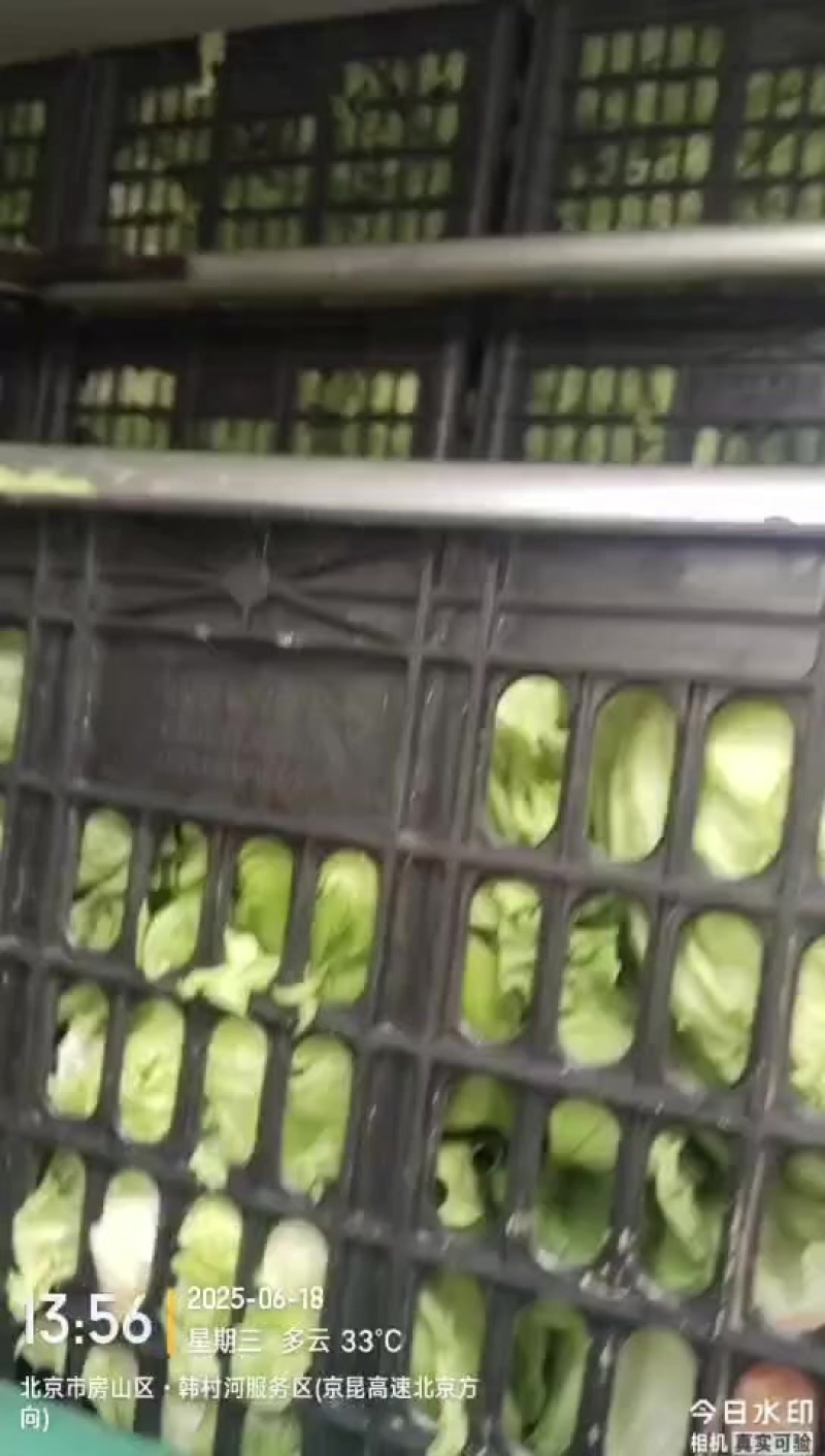 10000近斤生菜能全要的来