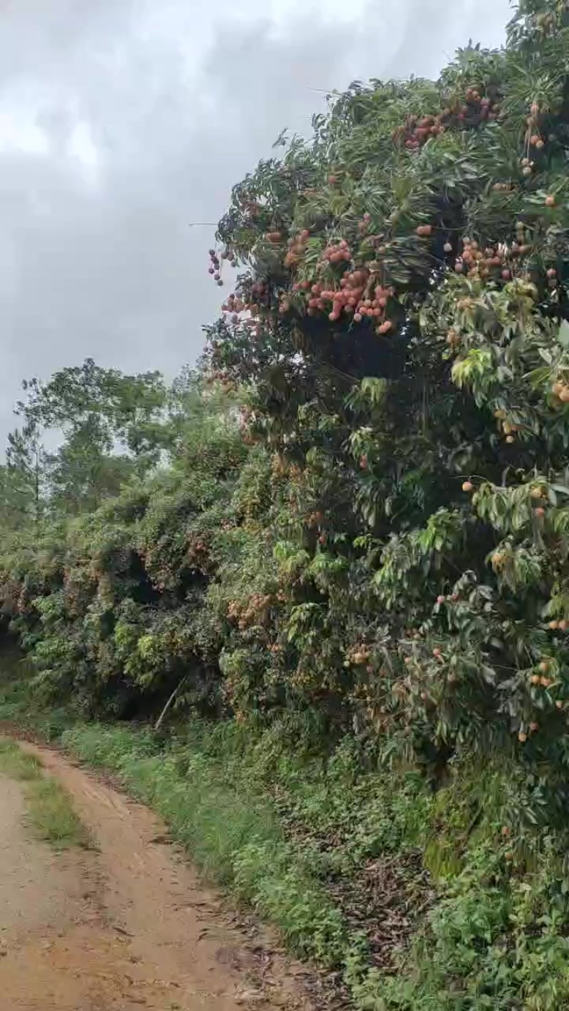 桂味荔枝，3w斤，自己果场，中大果。